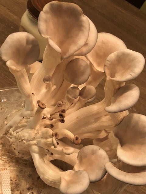 growing gourmet mushrooms image 6